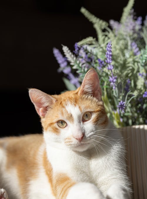 Foto stok gratis bunga lavender, bunga-bunga, fotografi binatang