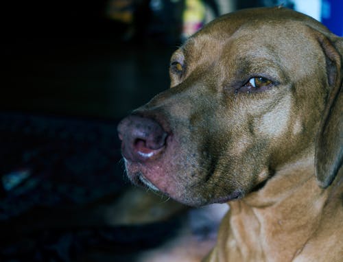 hayal kırıklığına uğramış, köpek, köpek yüzü içeren Ücretsiz stok fotoğraf