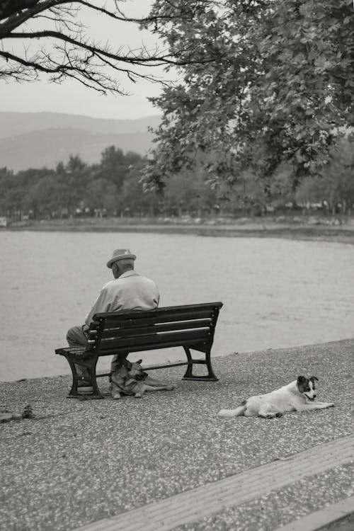 人, 公園, 動物 的 免費圖庫相片