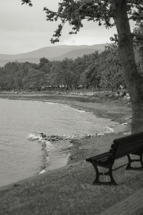 Бесплатное стоковое фото с вода, дерево, море