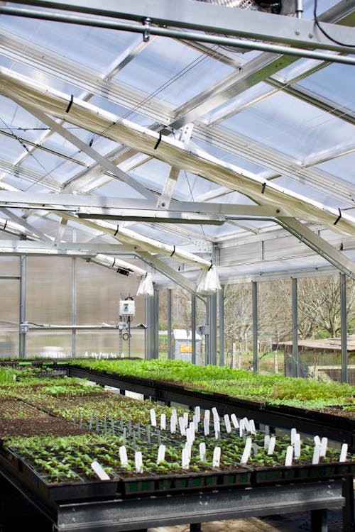 A greenhouse with plants growing in it