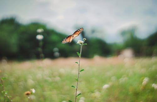 Mariposa