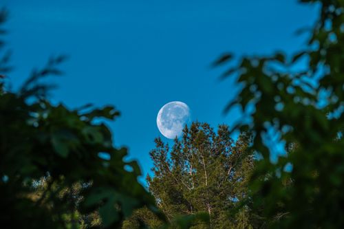 Free Capture of the moon above trees in Bornova, İzmir, Türkiye, under a clear blue summer sky. Stock Photo
