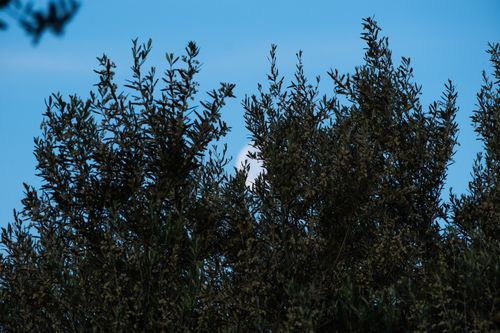 Free Olive trees with dense branches framed by clear blue sky in İzmir, Türkiye. Stock Photo