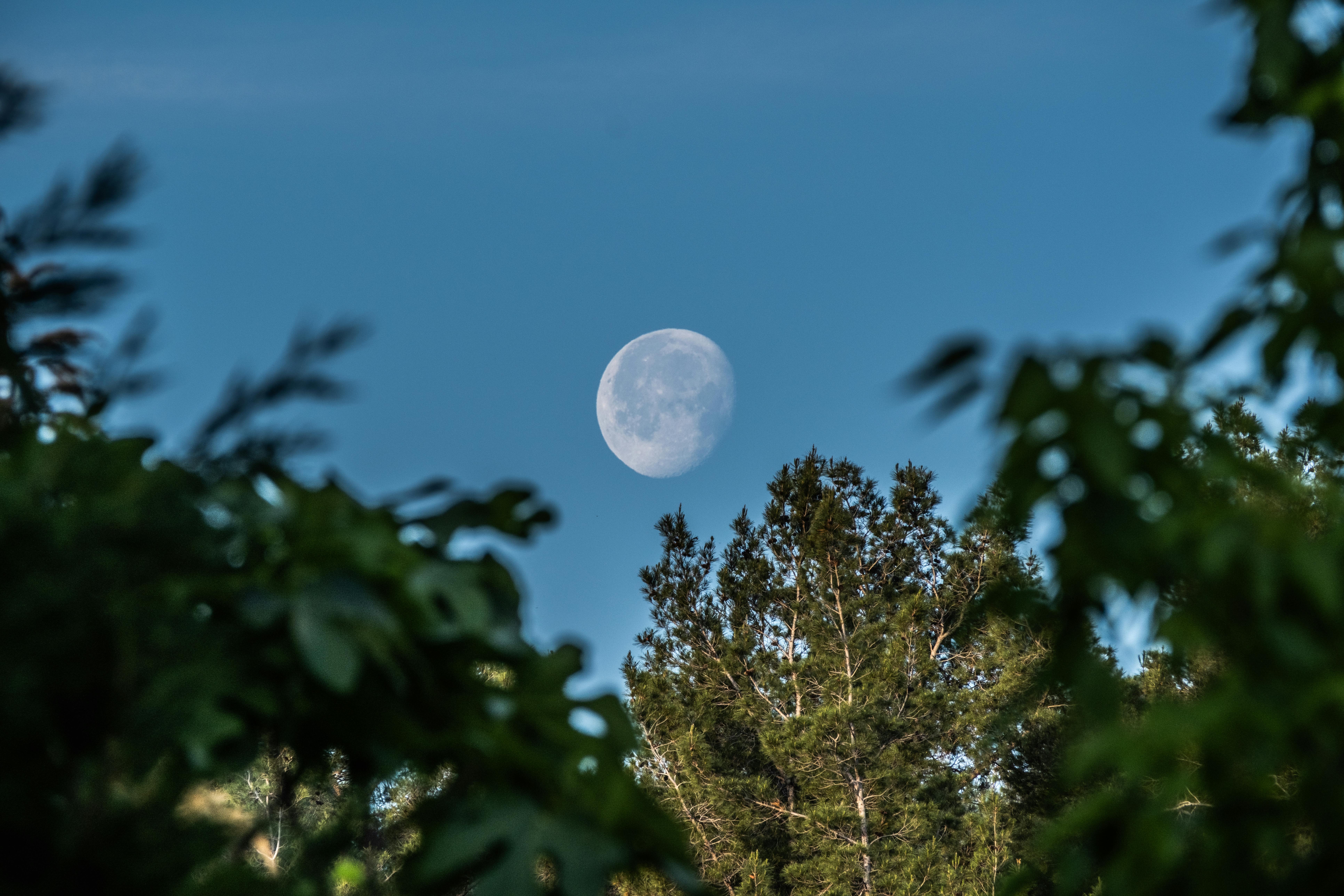 Serene moonrise captured above a lush forest in Bornova, İzmir, Türkiye.