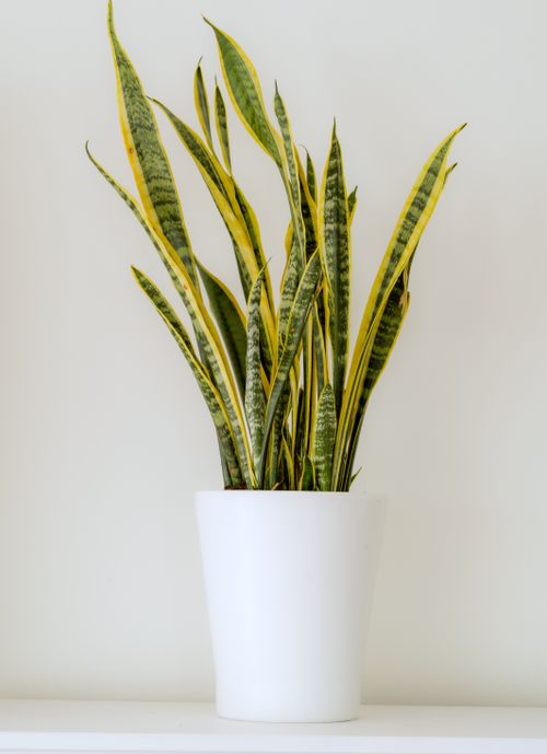 Free Elegant snake plant in a white pot on a light background, perfect for indoor decor. Stock Photo