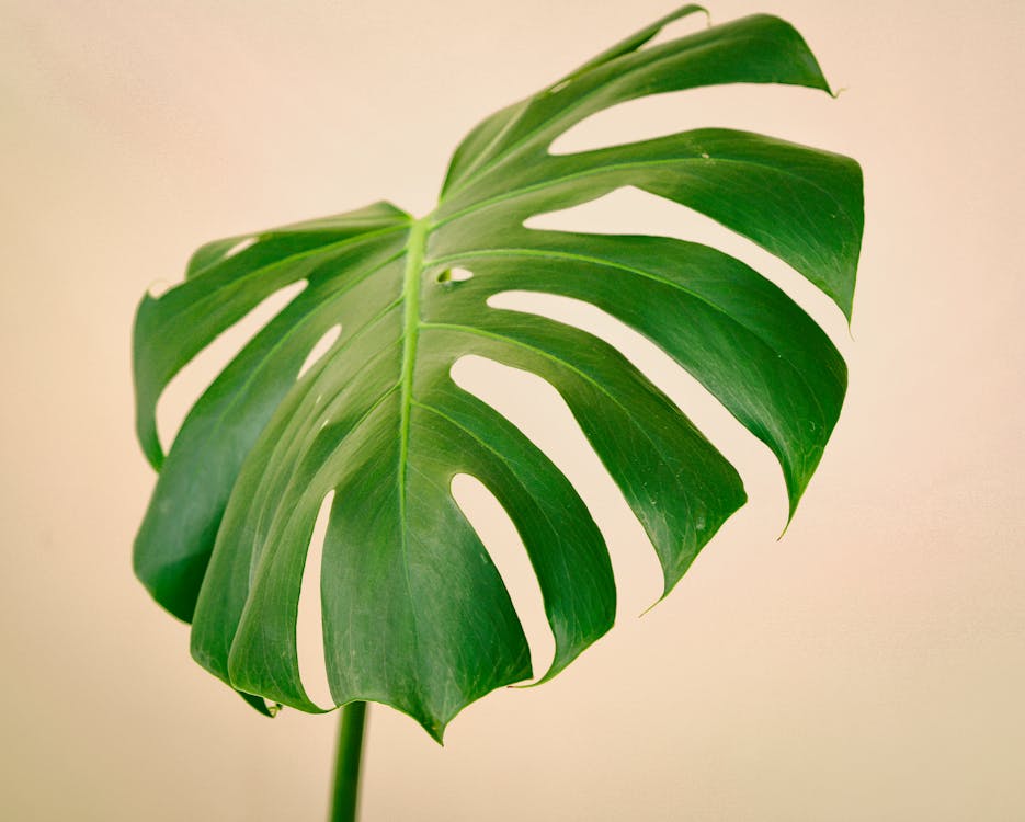 Monstera deliciosa - plant