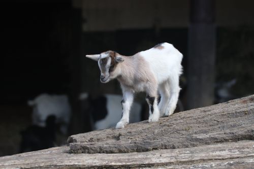 Free Cute young goat standing on a wooden log, showcasing its fluffy coat in an outdoor setting. Stock Photo