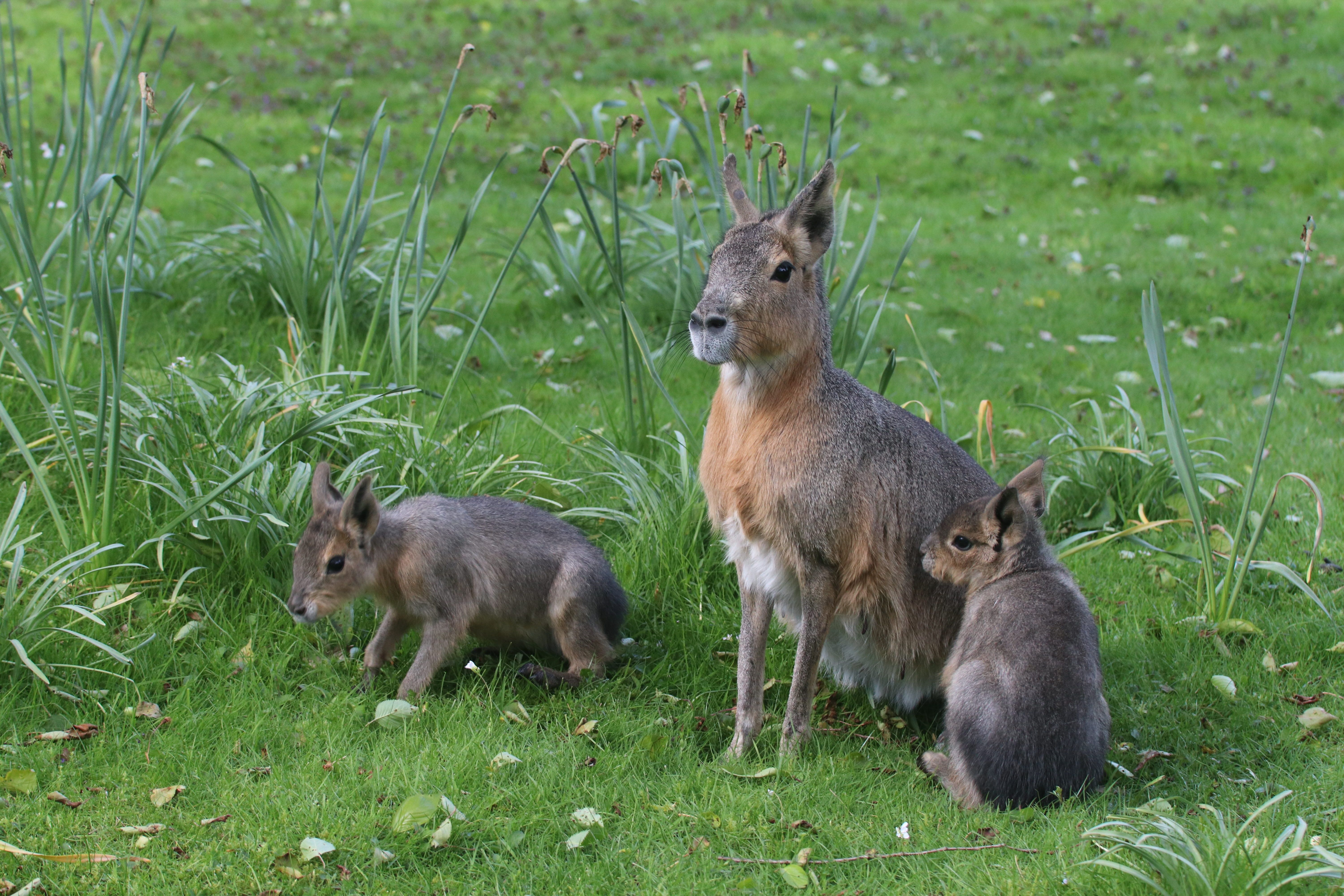 Family of Rabbits on Grass · Free Stock Photo
