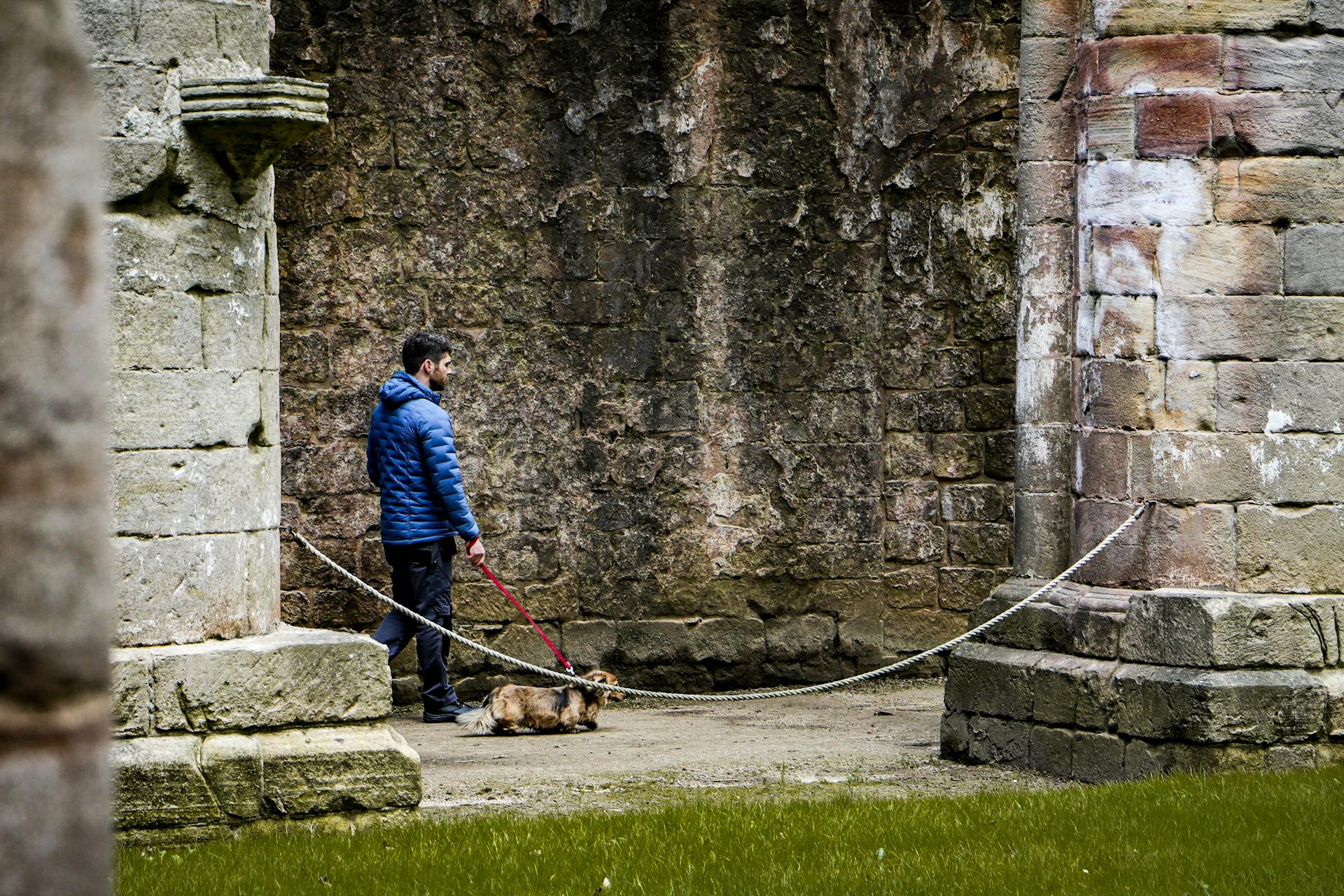 Man Walking Dog at Ruins of Fountains Abbey