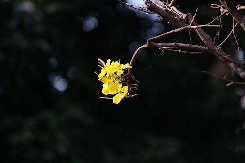 Gratis lagerfoto af blomster, fjeder, gul