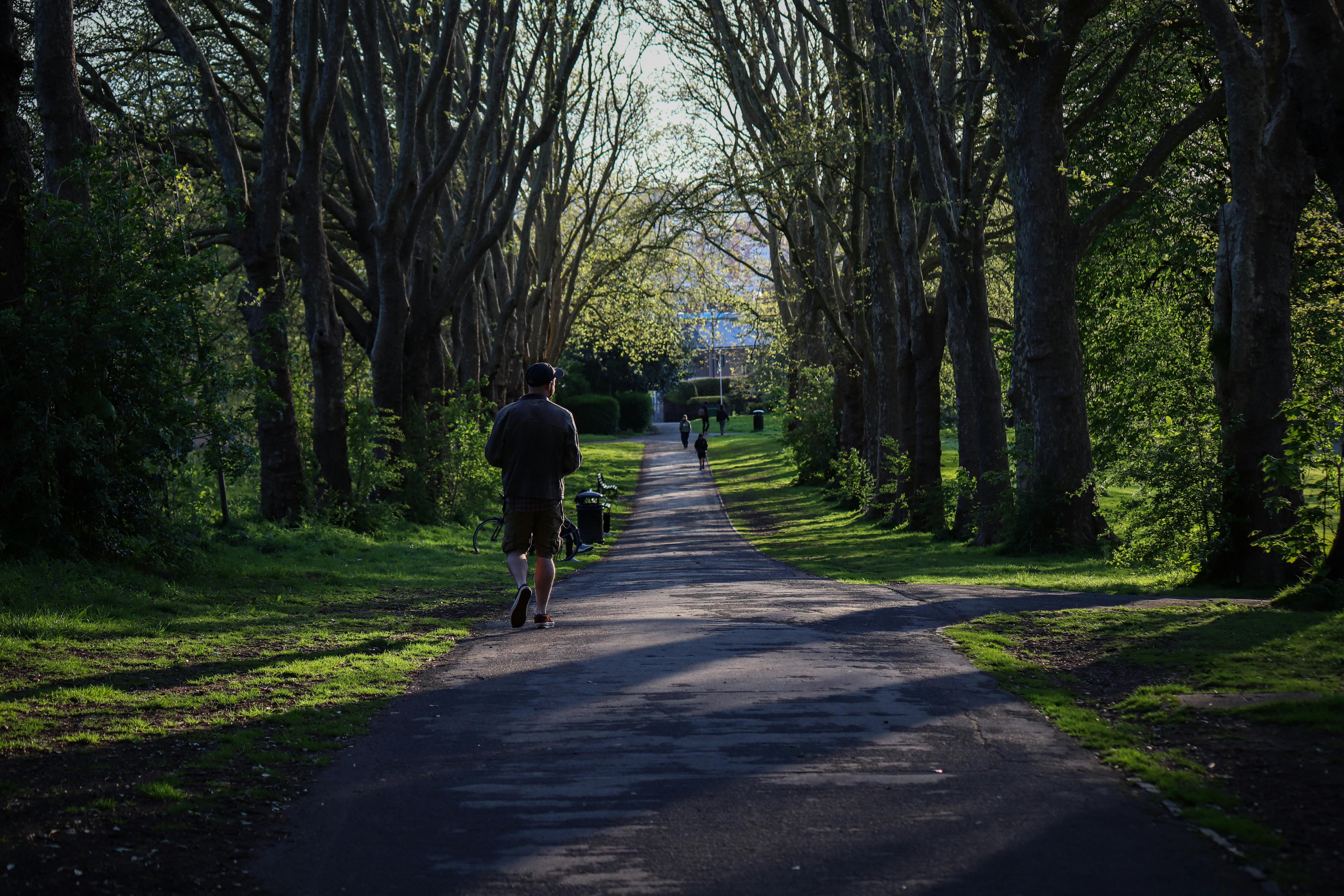 Sentier de marche dans un parc, arbres au printemps
