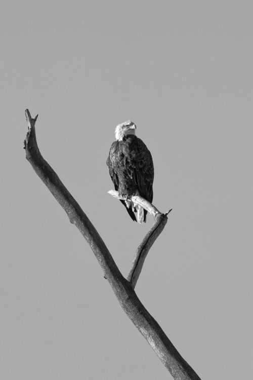 Free Monochrome image of a bald eagle perched on a branch, Montezuma, NY. Stock Photo