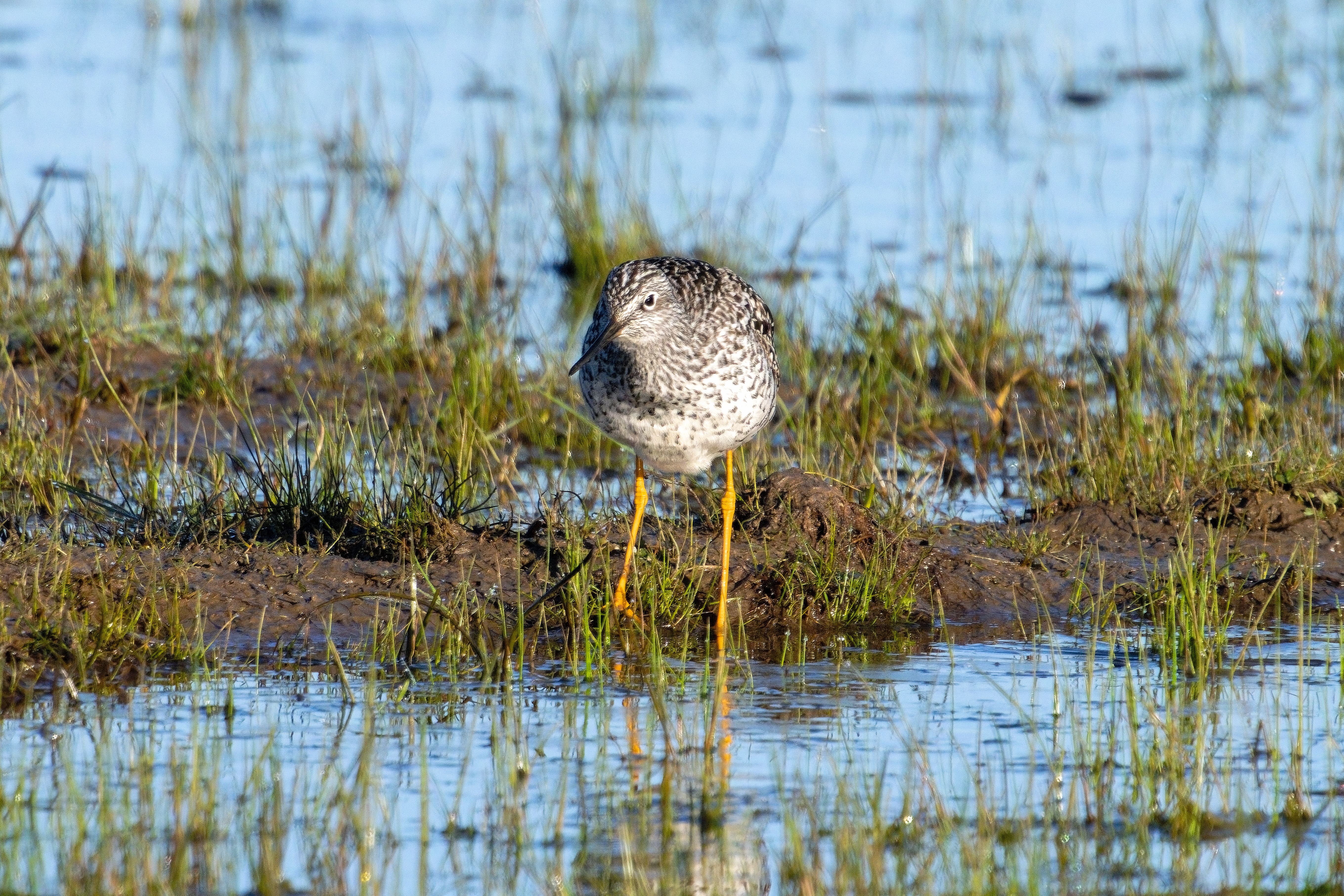 Sandpiper wading in a wetlands surrounded by grass and water, showcasing natural habitat.