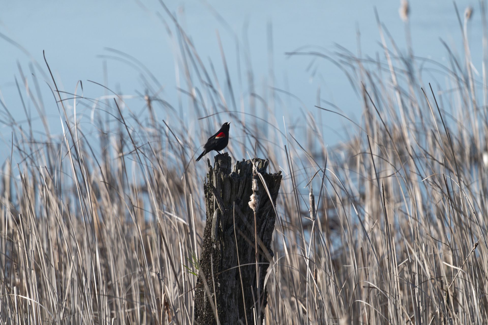 Red-Winged Blackbird Perching on a Log in a Grass by the Lake