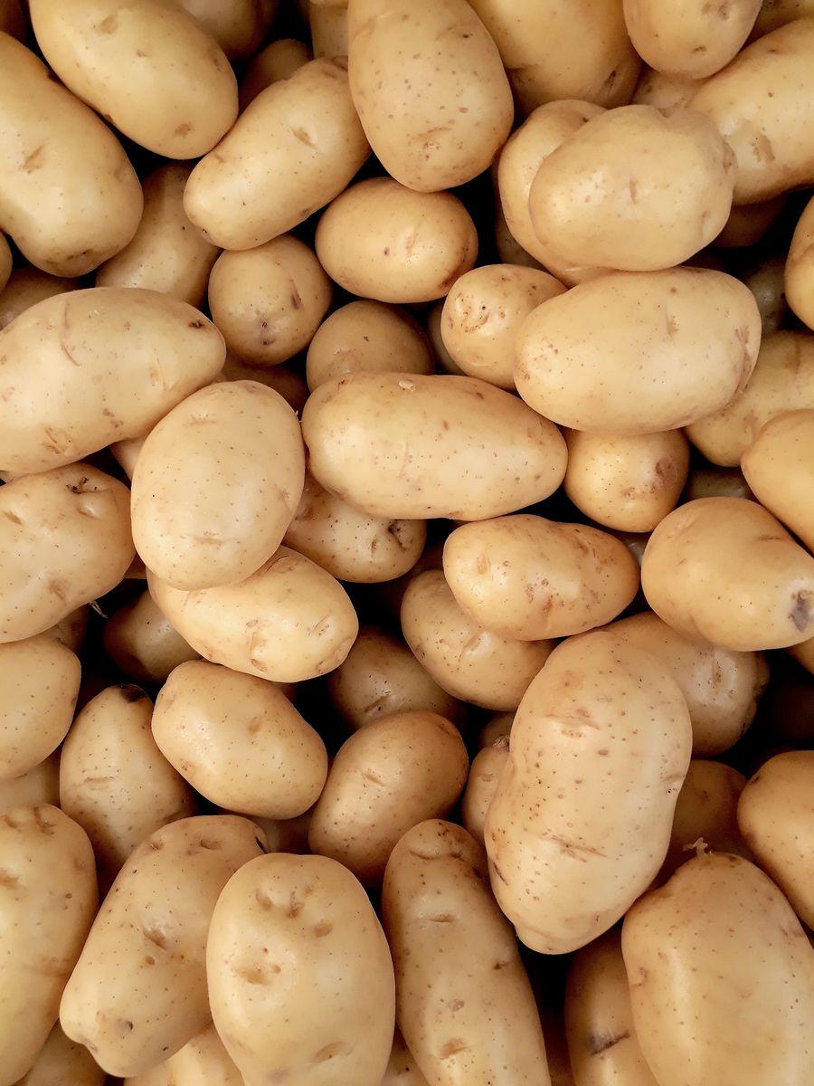 Potato field harvest