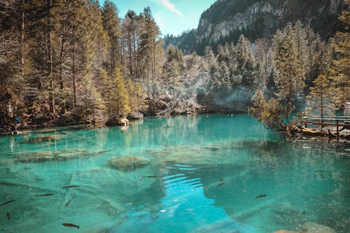 Field of Trees Near Body of Water