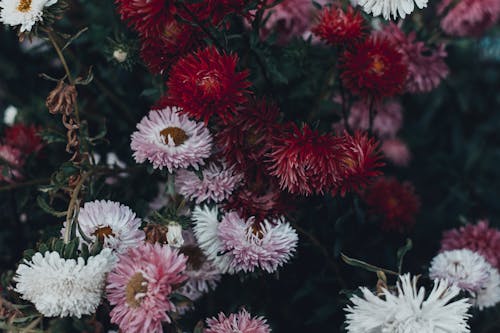 Pink and White Petaled Flower