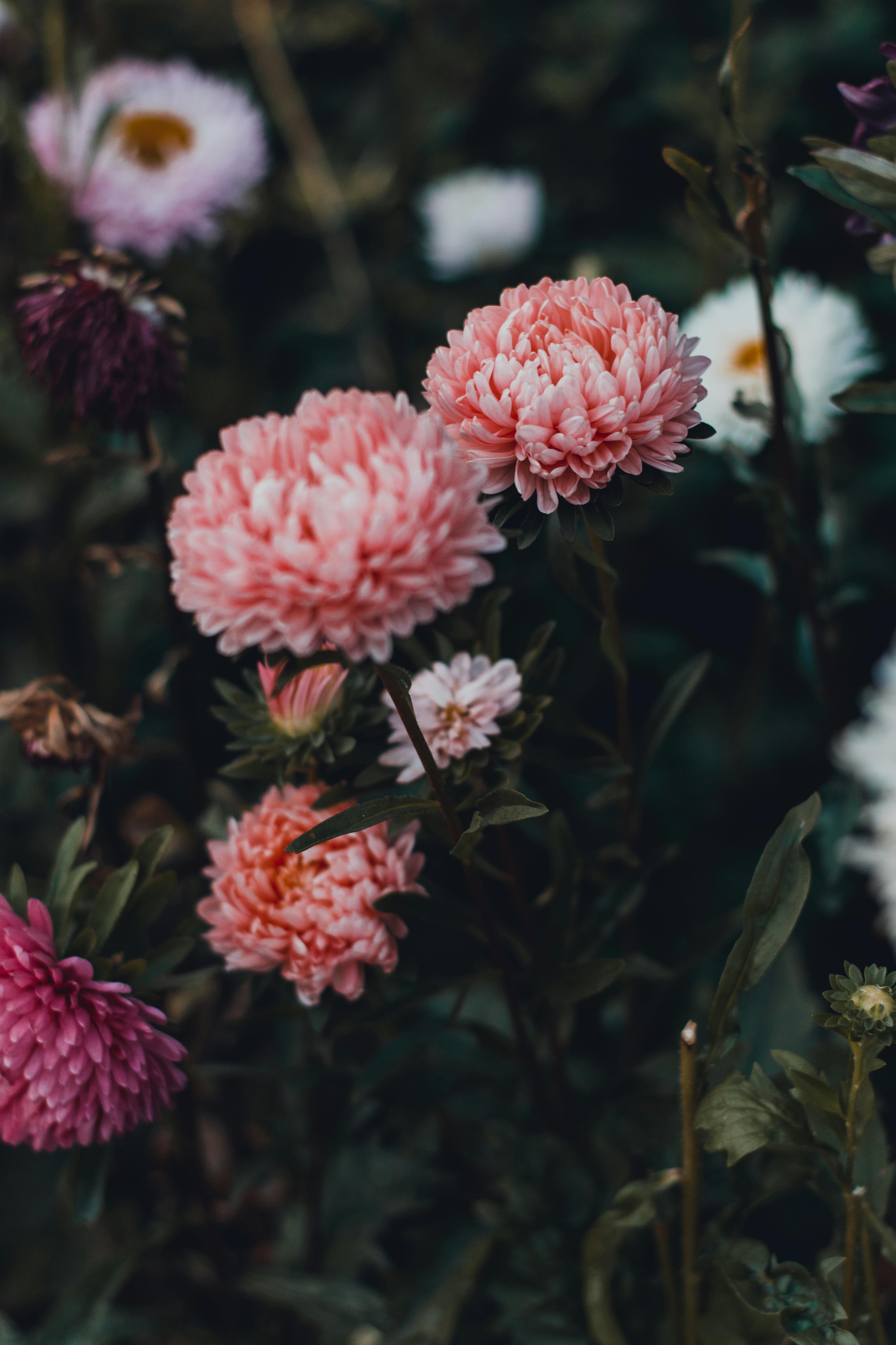 [ColoSach]-beautiful-pink-chrysanthemums-blooming-in-a-garden,-showcasing-vibrant-colors-and-lush-petals.