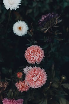 特写镜头中，粉红色和白色的菊花在深色树叶的映衬下盛开