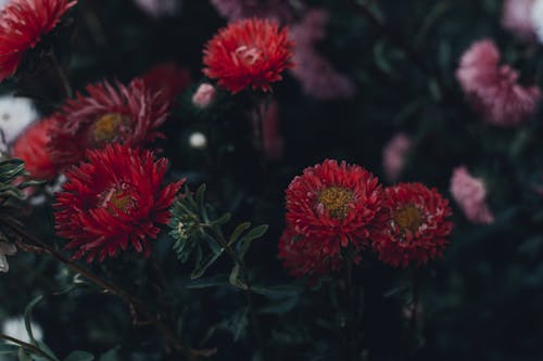 Kostenlos Blühende Rote Und Rosa Blumen Stock-Foto