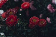 照片色调暗沉，氛围阴郁，其中一丛红色菊花在郁郁葱葱的花园里盛开