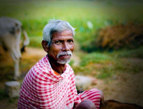 Free Elderly man sitting in a rural pasture with sheep, displaying serene expression. Stock Photo