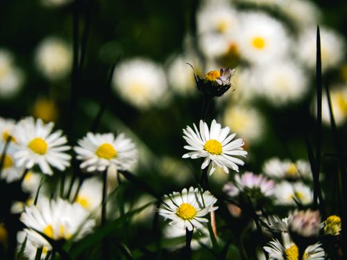 Free Close-up of daisies in a lush meadow, showcasing the beauty of nature in springtime. Stock Photo