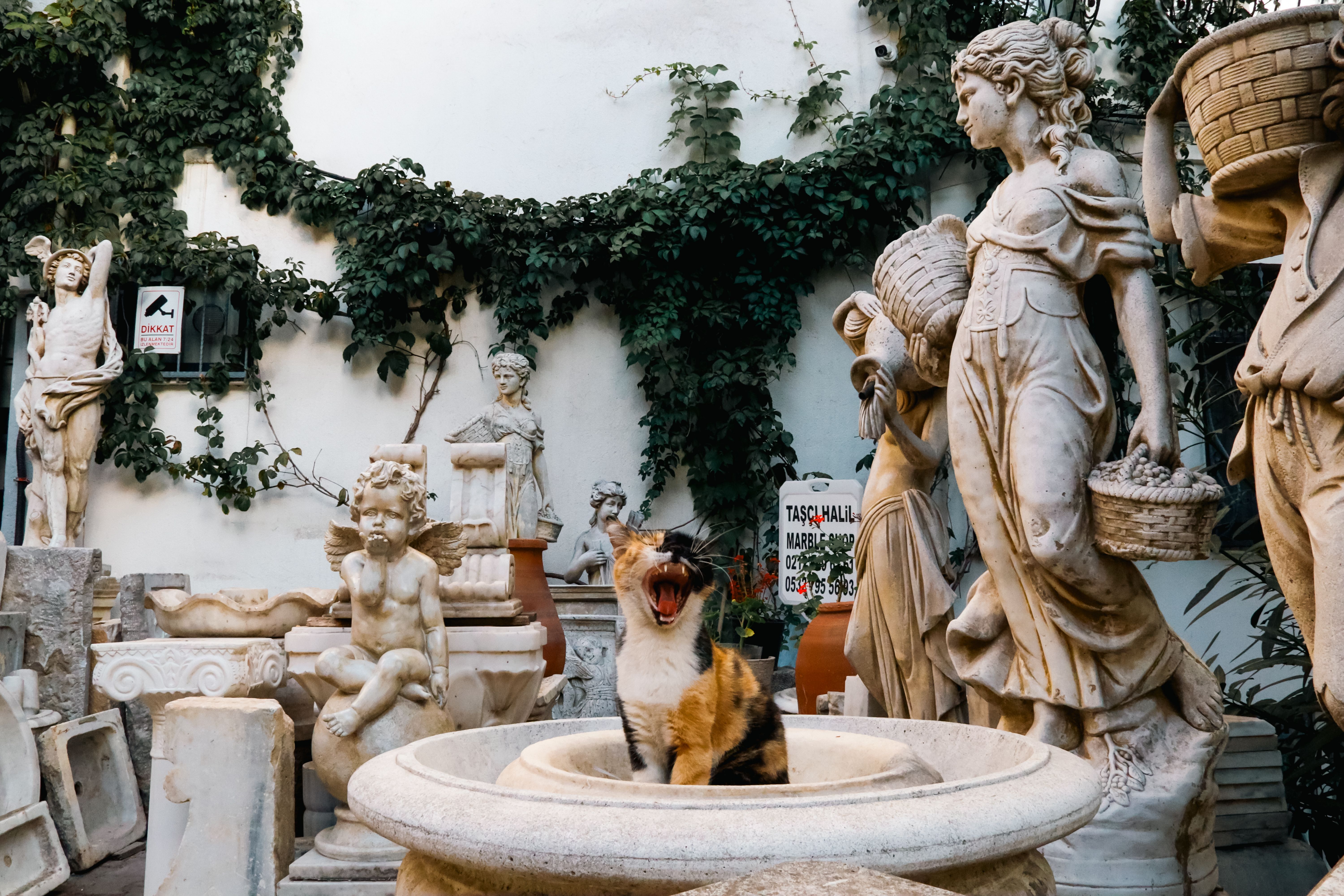 Cat Water Fountain Not Working? Filter & Noise Fixes