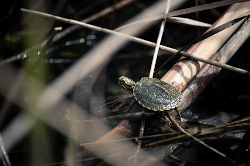 Little turtle in massaciuccoli