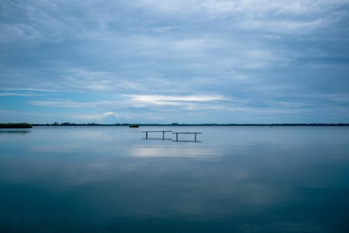 Bird seat in lake of Massaciuccoli