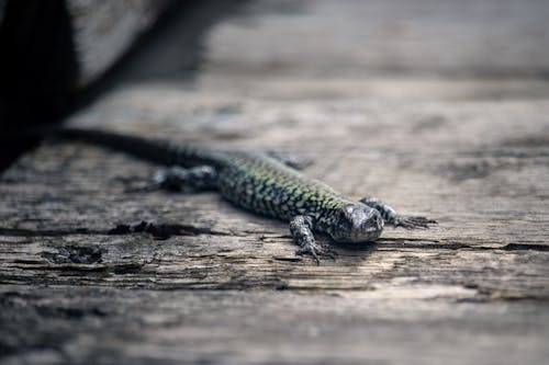 Lizard in Massaciuccoli