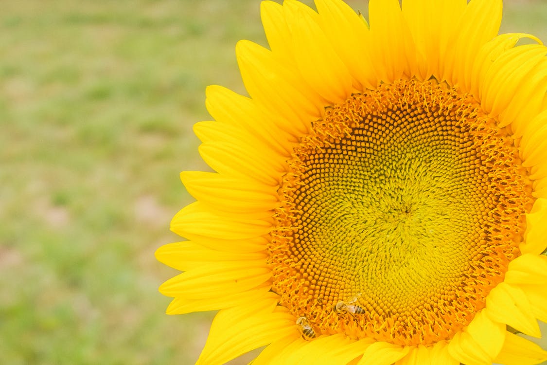 Free stock photo of flower, sunflower, yellow