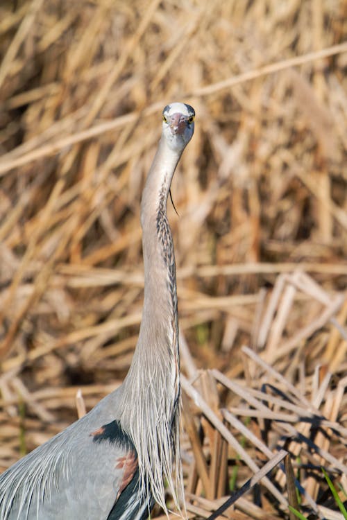 Δωρεάν στοκ φωτογραφιών με everglades, άγρια φύση, άγριος