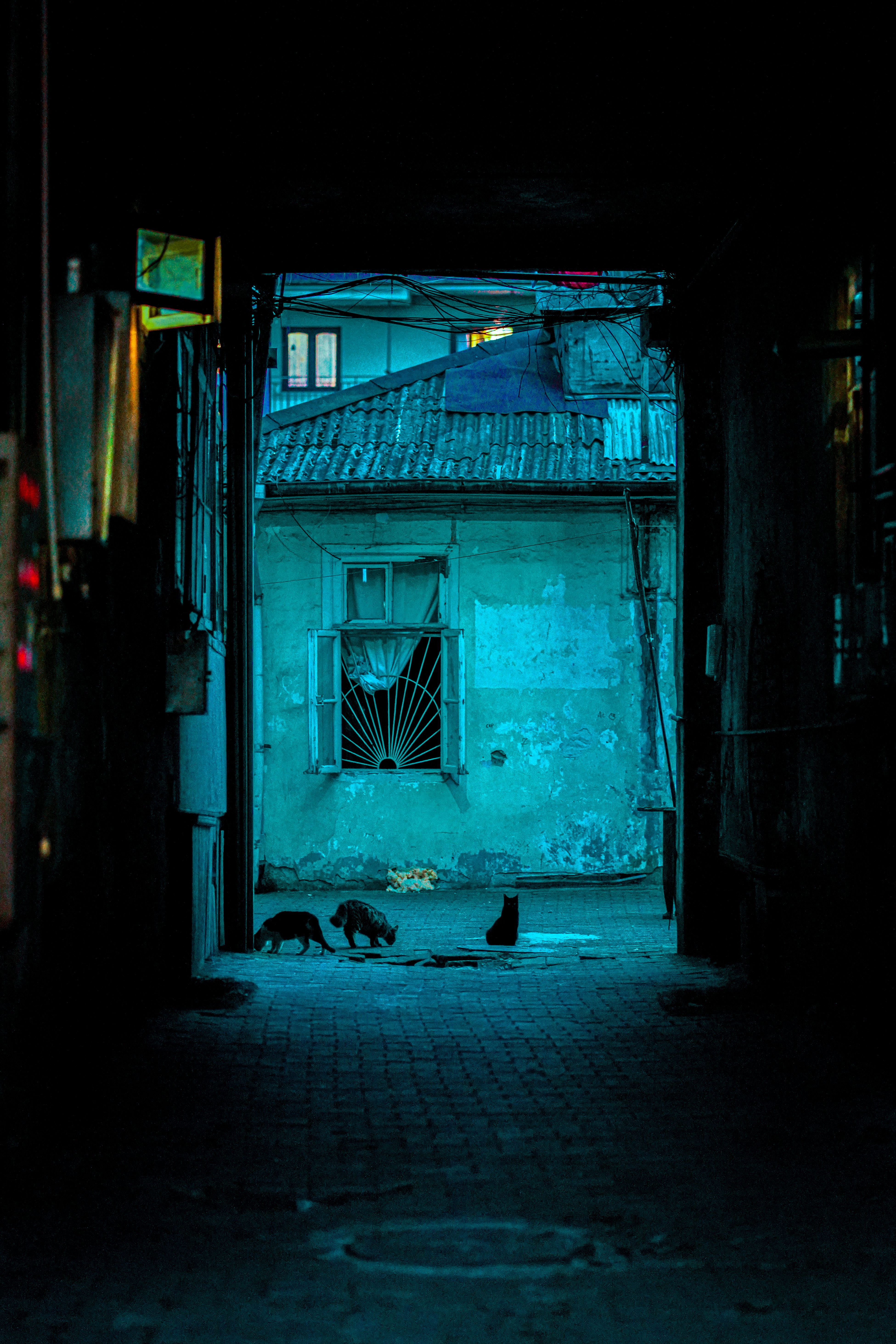 A moody urban scene of a narrow alleyway with silhouetted cats, captured in Batumi, Georgia at night.