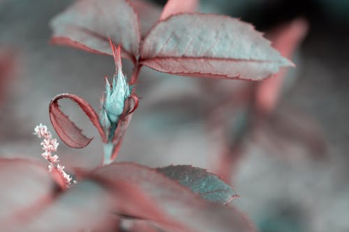 無料 植物のマクロ撮影 写真素材