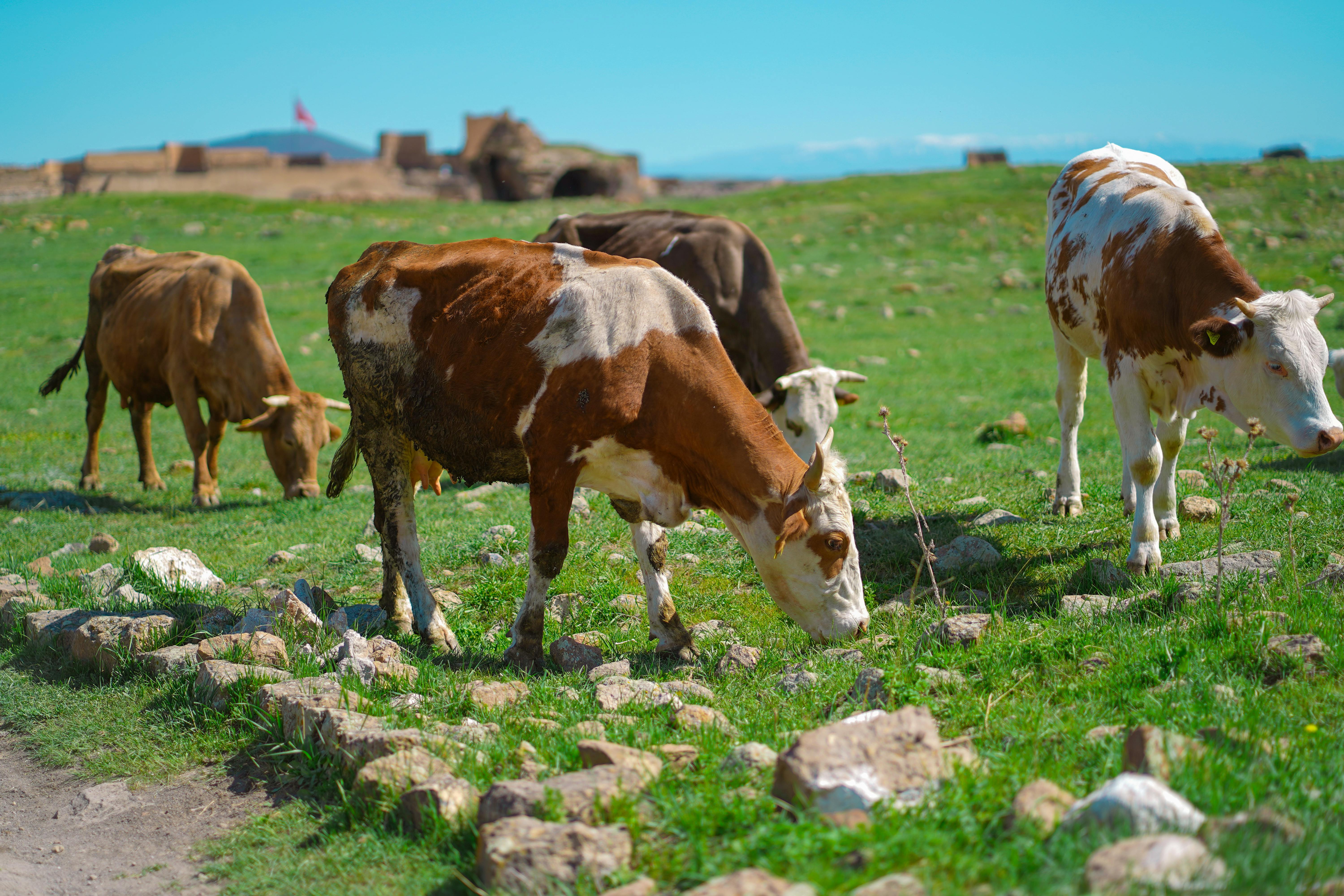 Türkiye’s population prefers Western lifestyle, survey shows — Photo by Nurullah Macun on Pexels