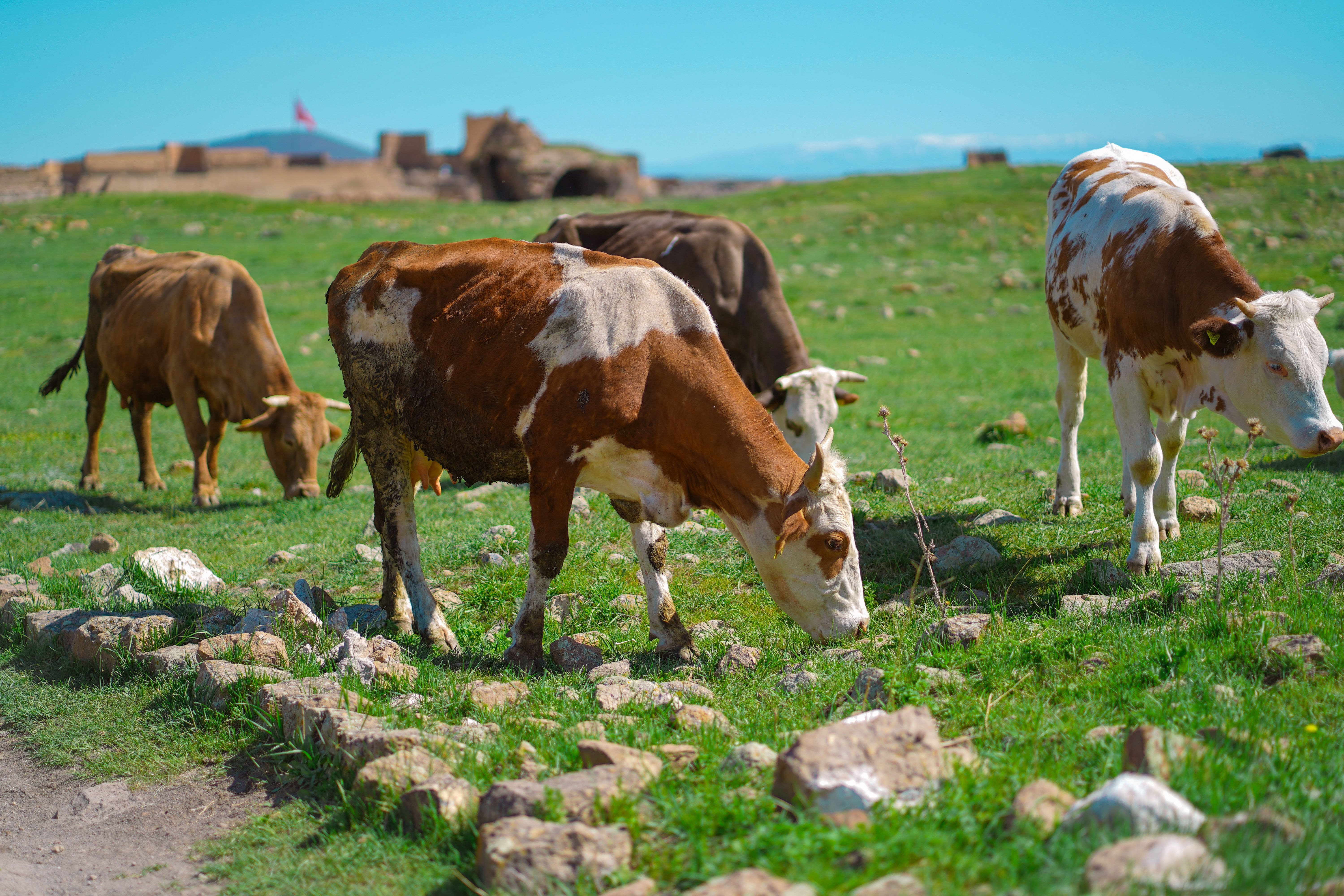 Herd of Cows on a Green Pasture · Free Stock Photo