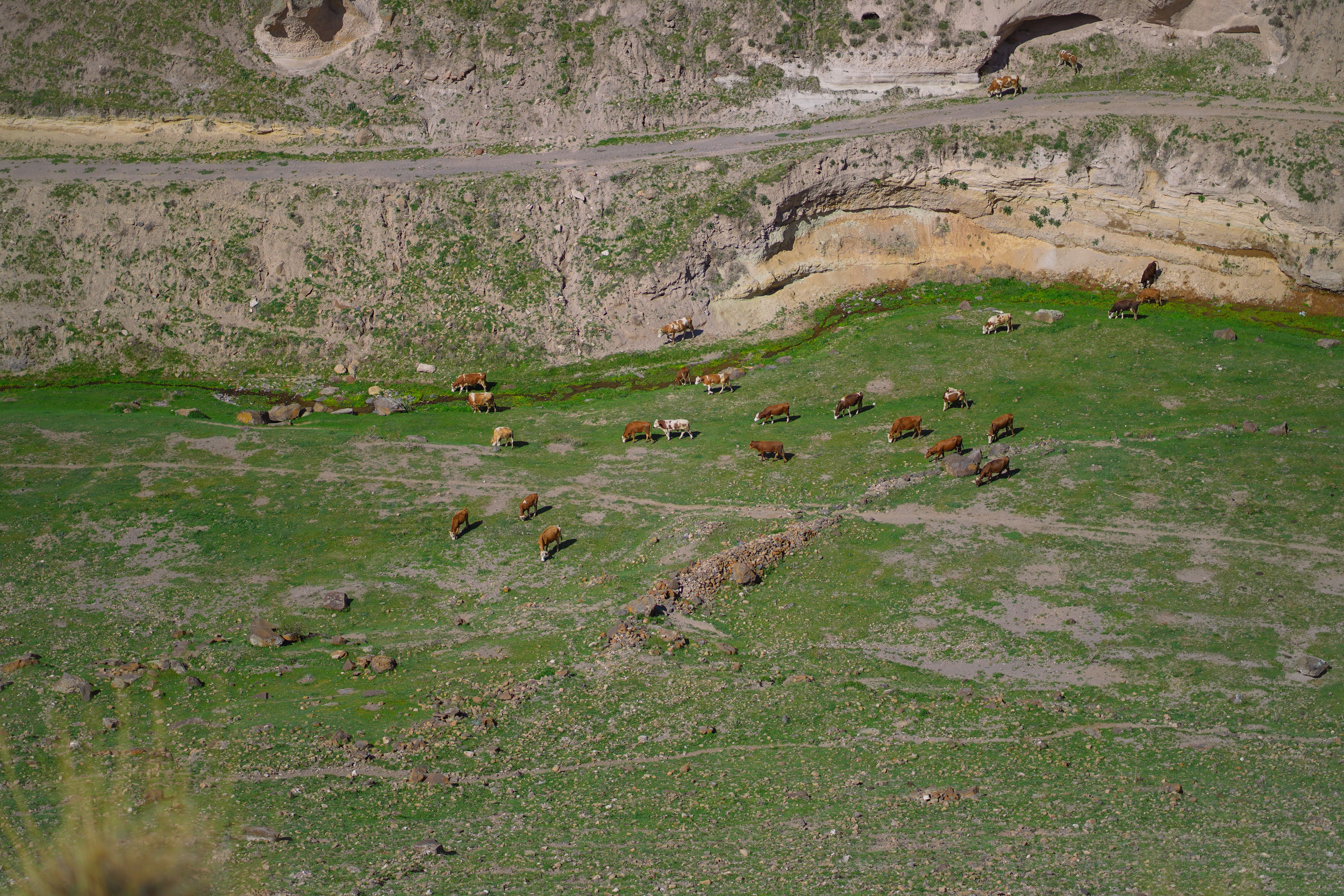 A herd of cows grazing in a grassy field · Free Stock Photo