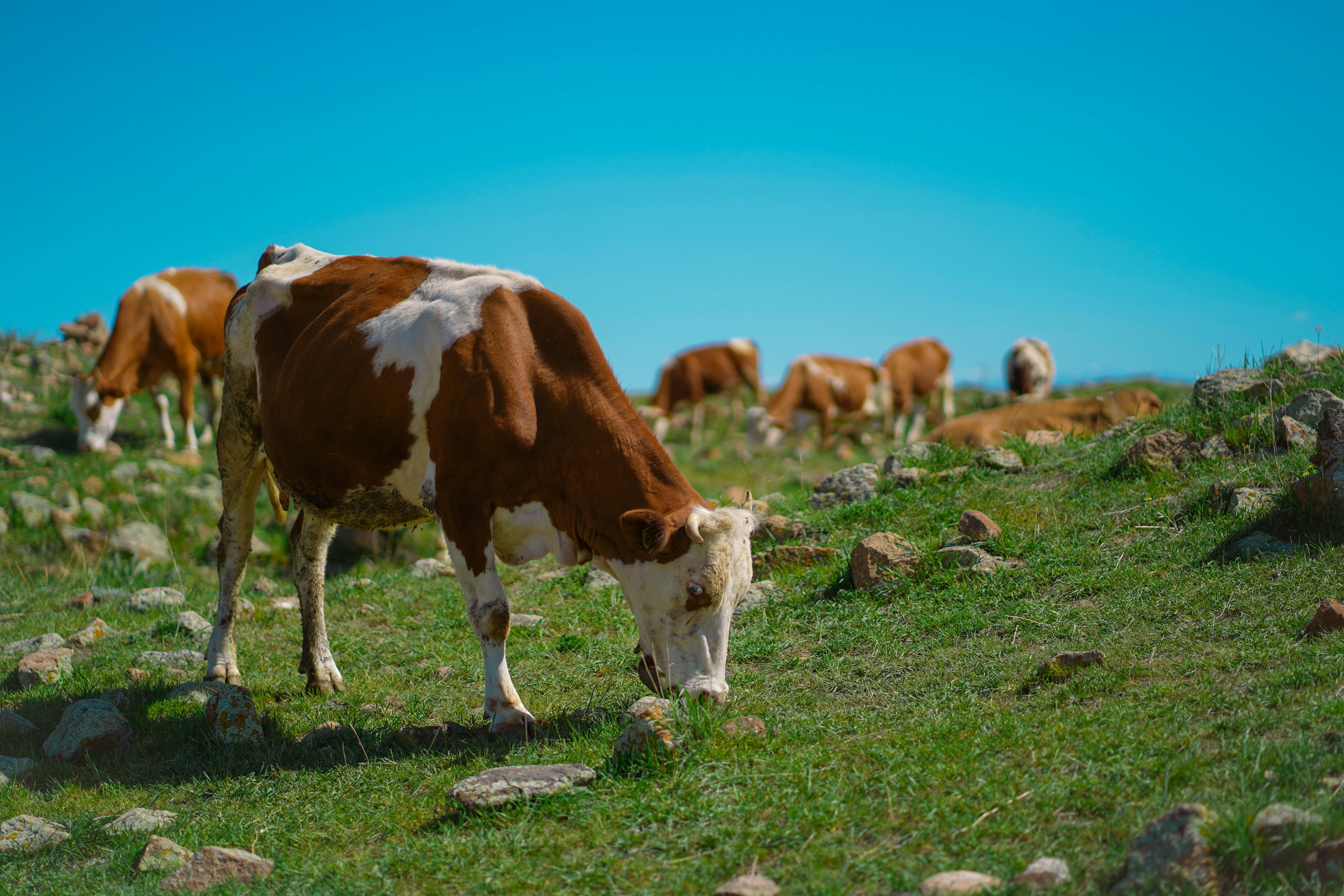 Gratuit Photos gratuites de agriculture, anatolie, animal à cornes Photos