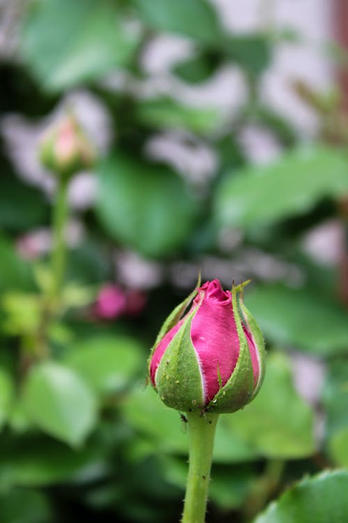คลังภาพถ่ายฟรี ของ กุหลาบสวน, ดอกกุหลาบสีชมพู, ตุรกี