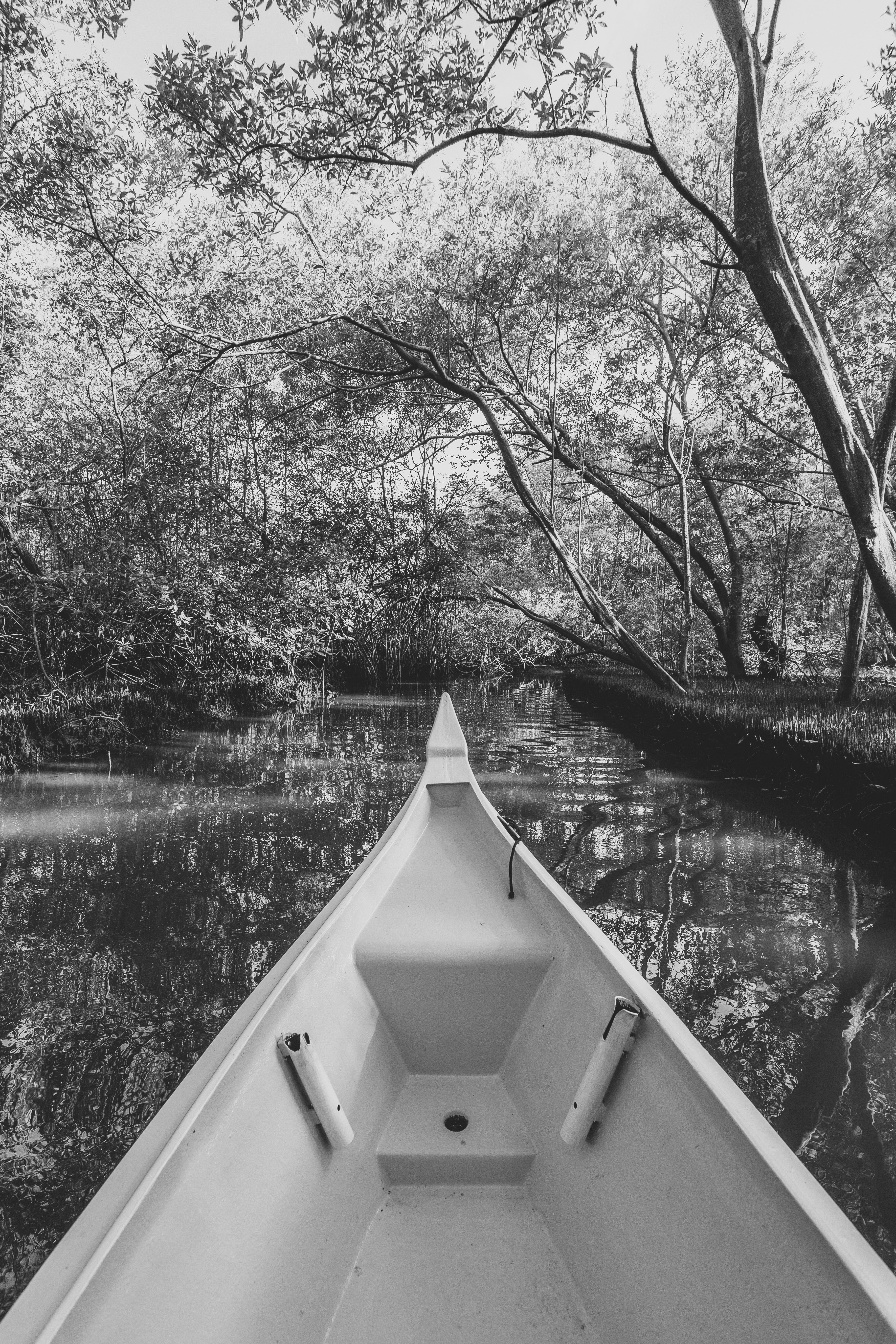A deep forest photos download the best free a deep forest stock photos