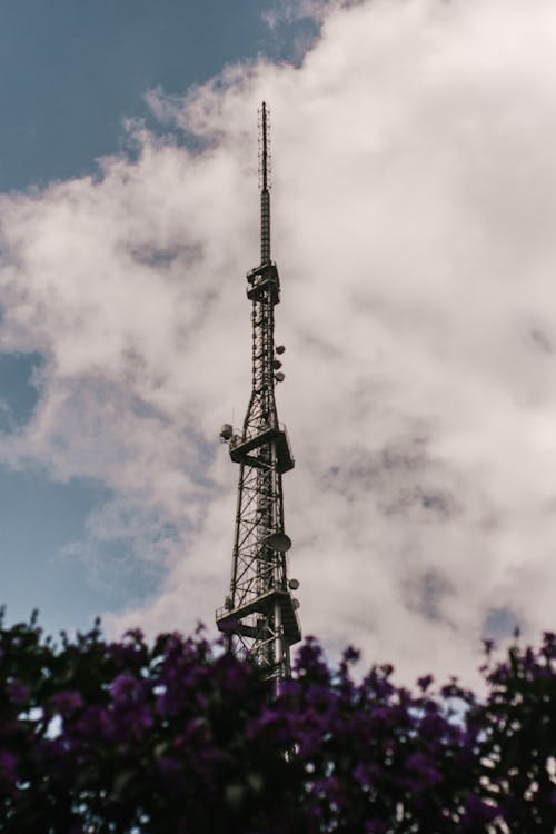 Torre Vicino Alberi