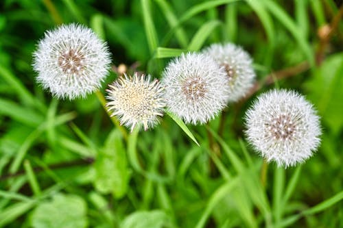 Gratis lagerfoto af Mælkebøtte, mælkebøttefrø, natur