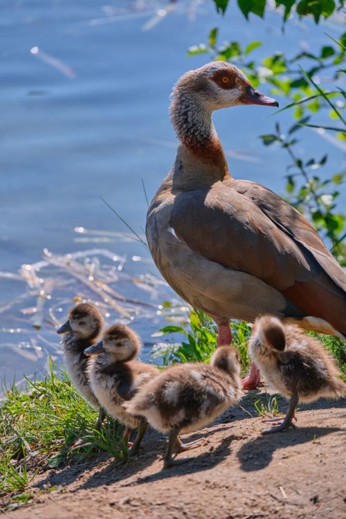 Free Egyptian goose and goslings near a riverbank, showcasing family and nature. Stock Photo