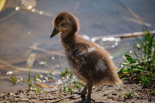 Free A fluffy gosling stands by the water, highlighting natural beauty in wildlife photography. Stock Photo