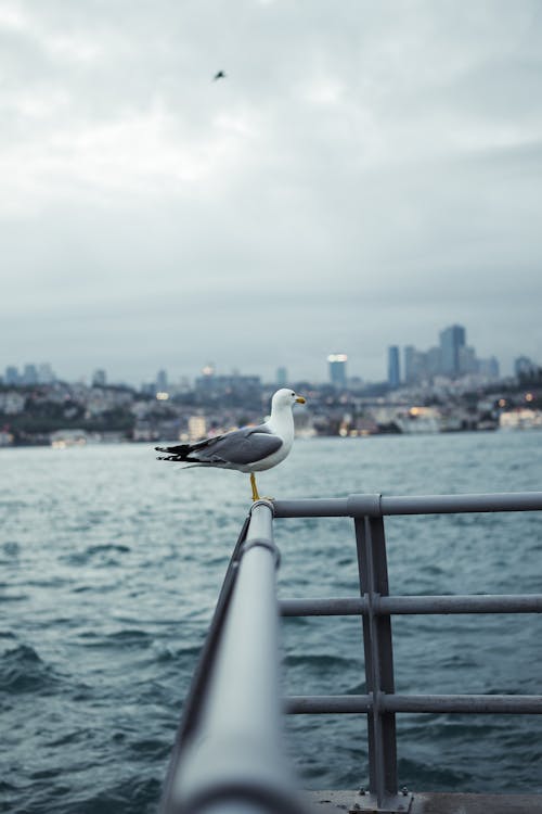Free A seagull is perched on a railing overlooking the water Stock Photo