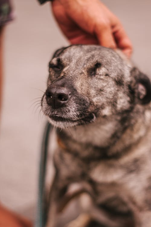 Free Persoon Met Zwart Wit Kortharige Grote Hond Stock Photo