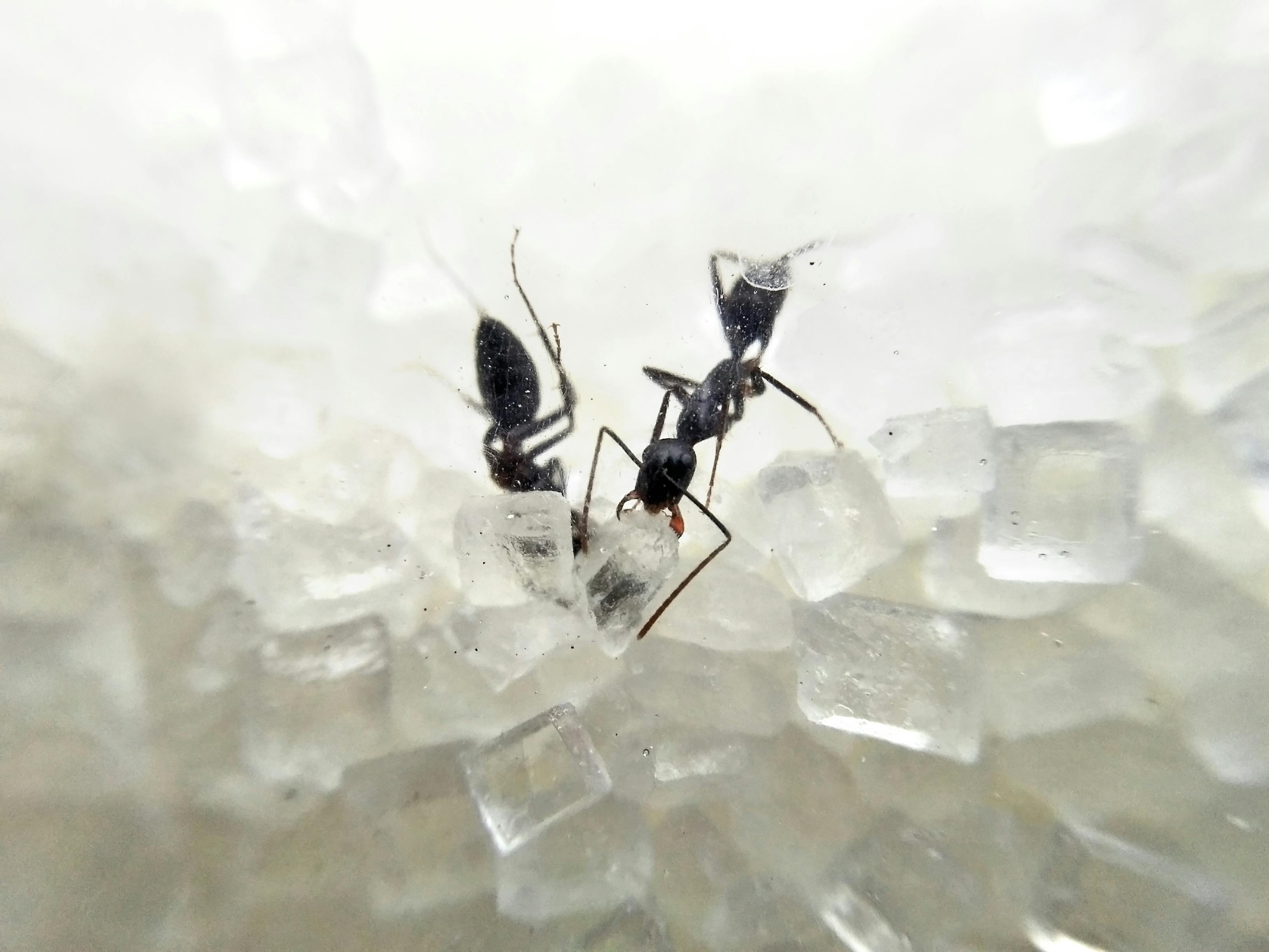Free stock photo of Ants eating sugar