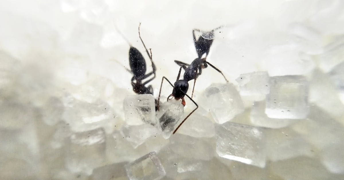 Free stock photo of Ants eating sugar